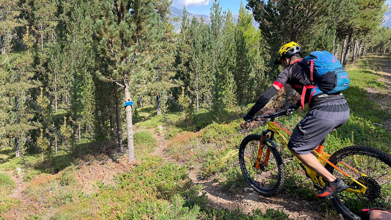 biker-forest-marked-trail
