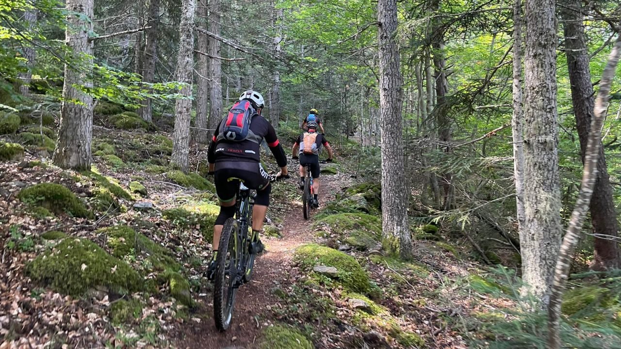 climbing-forest-trail