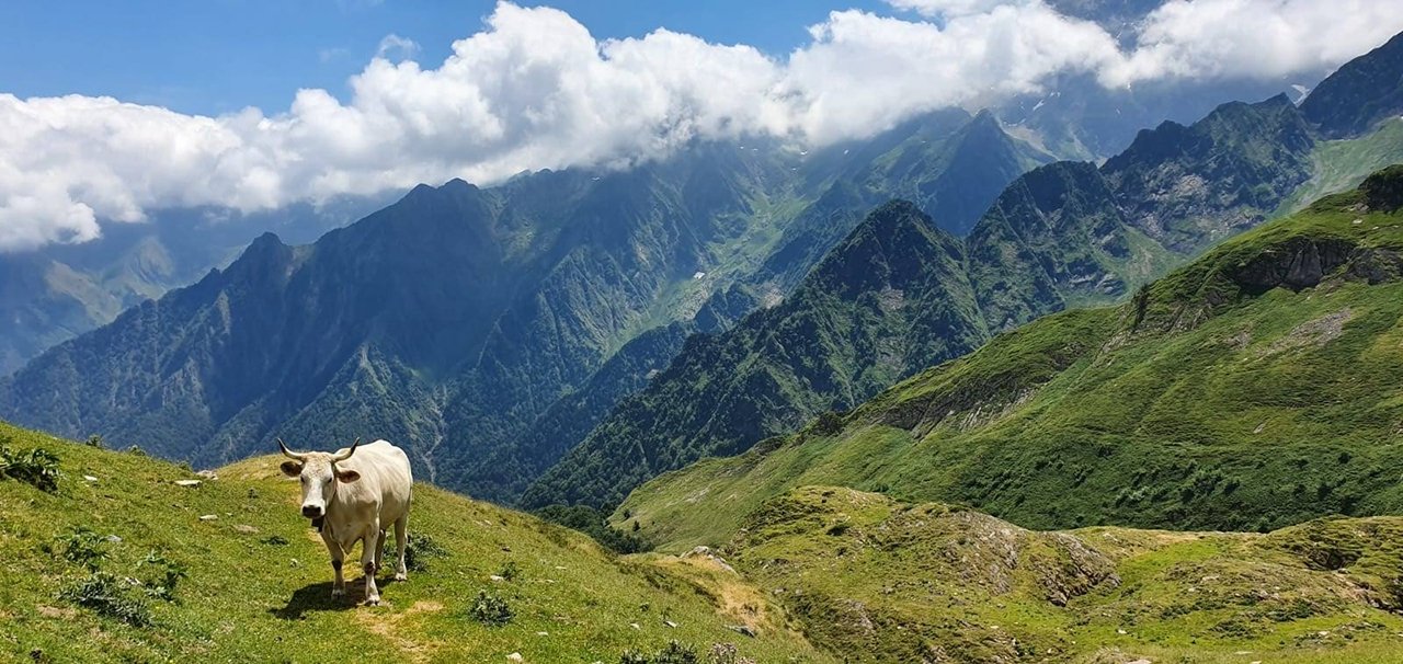 mountains-views-solitude-cow